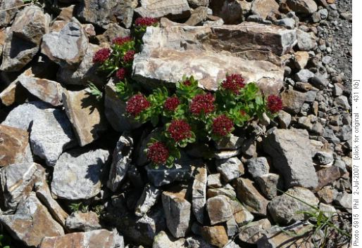 Saxifrage