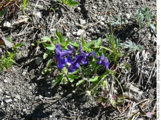 Larkspur