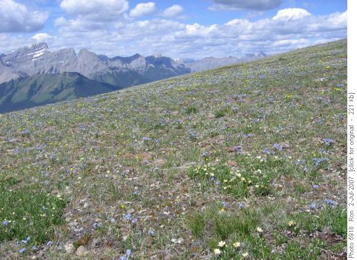 hillside of flowers- Pigeon Mountain
