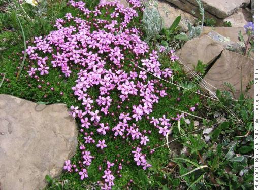 Moss campion (silene acaulis)