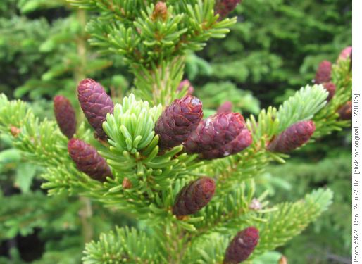 Male cones on subalpine fir