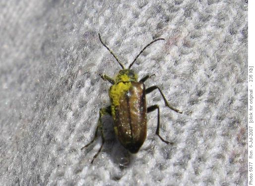 Bug found on summit of Burke Mtn.