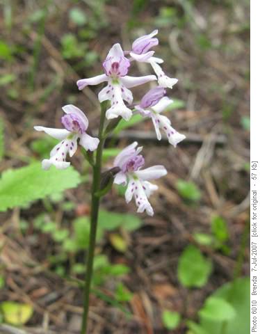 Round-leafed Orchid