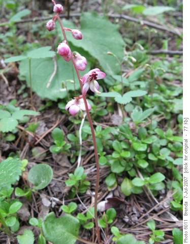 Common Pink Wintergreen