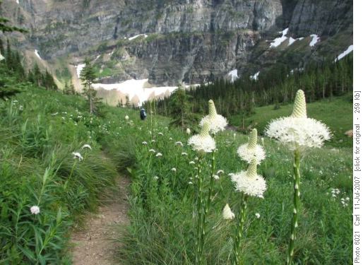 Bear grass in meadows above Wall Lake