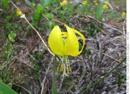 Glacier lily