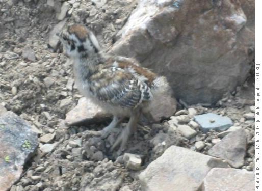 Ptarmigan chick