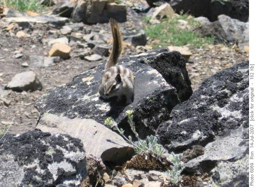 Least chipmunk (tamia mineur) comes schmoozing for treats.