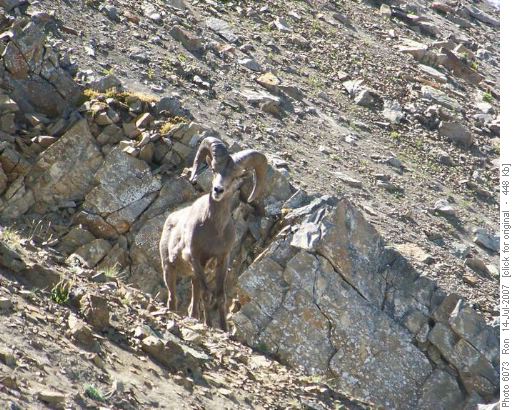 Bighorn on Pocaterra Ridge