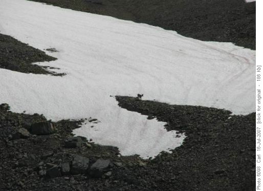 Rocky Mountain Sheep on snowfield