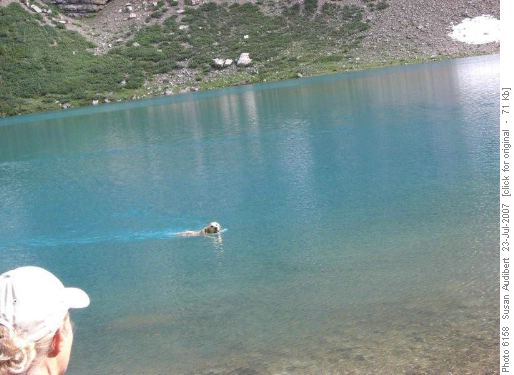 Lake swimming pooch