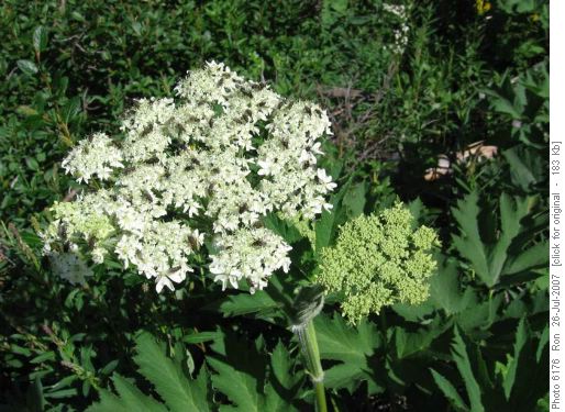 Cow Parsnip (heracleum lanatum)