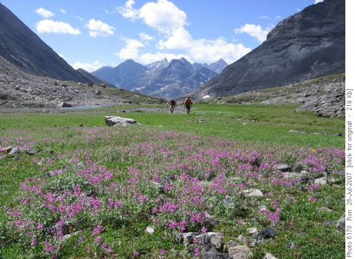 Mountain Fireweed (epilobium latifolium)