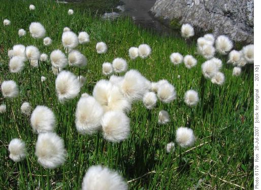 Cottongrass (eriophorum)- sedge family