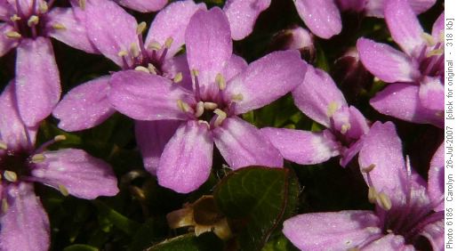 Moss Campion
