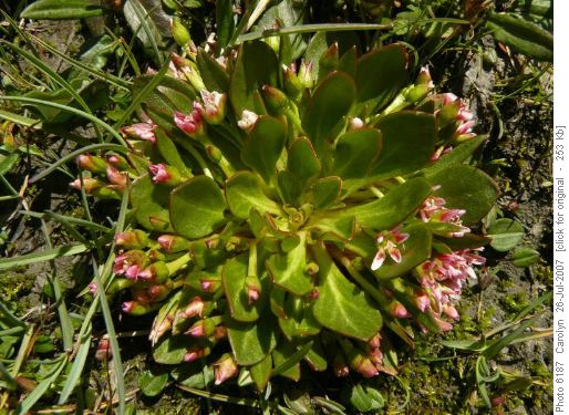 Know the name of this plant ..