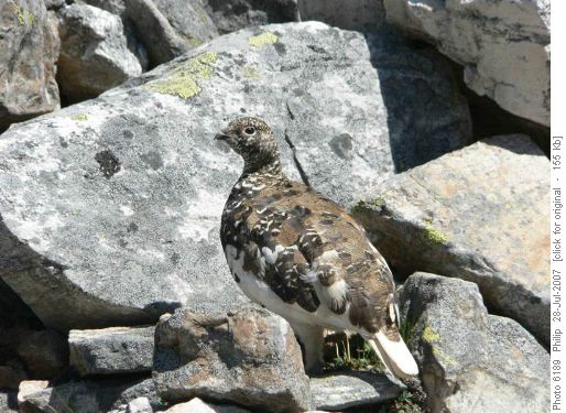 Ptarmigan
