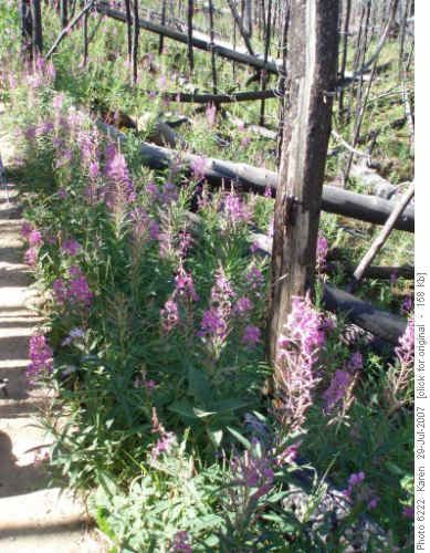 Fireweed glory