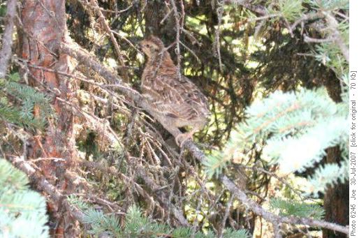 Young grouse