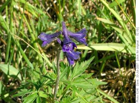 Delphinium