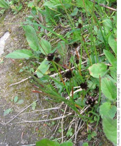 Black alpine sedge [carex nigricans] (?) in Simpson Pass