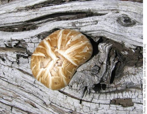 Fungus in Simpson Pass