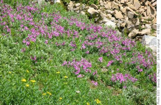 Fireweed on Guinn's Pass
