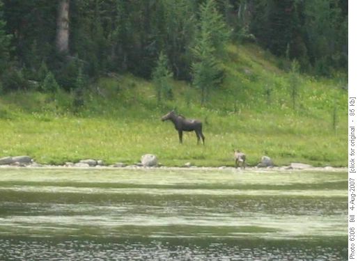 Moose & calf at Simpson Pass tarn