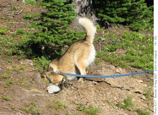 Skylar trying to find the ground squirrel that disappeared down that hole!