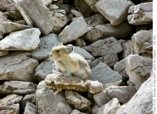 A Pica who paused long enough to have his photo taken