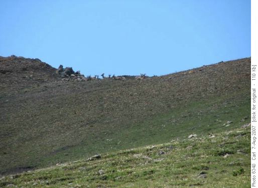 Mountain sheep on Storm Ridge skyline