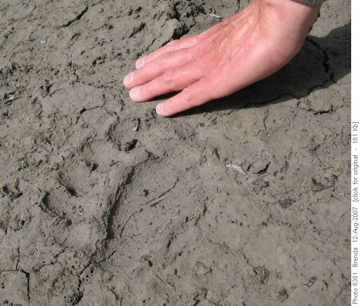 Bear Paw print in the mud of the first tarn