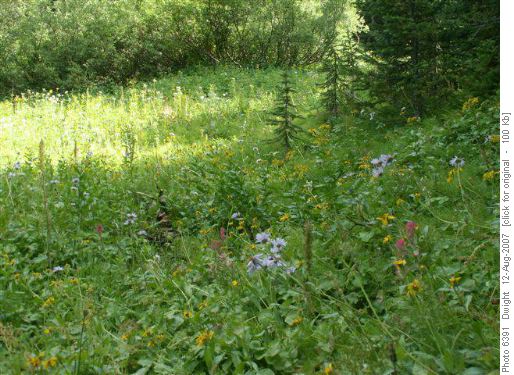 Wildflowers