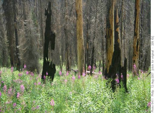 Relics of burn