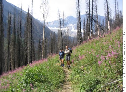 Fireweed on burnt slope