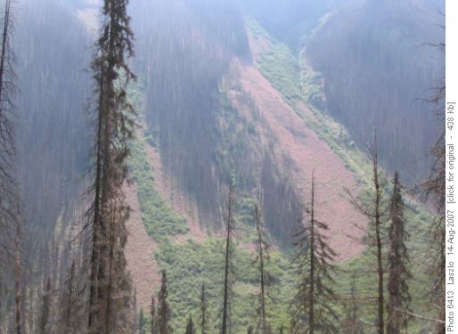 Fireweed on avalanche slopes