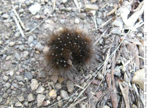 Small, fuzzy caterpillar