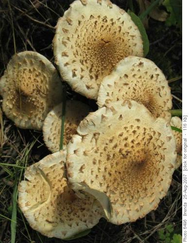 Mushrooms
