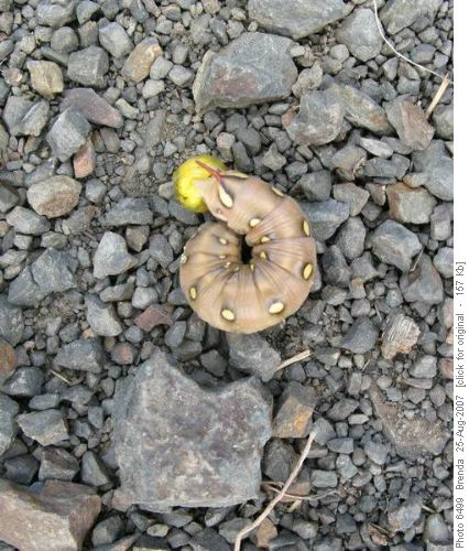 Did we catch this creature during metamorphosis?