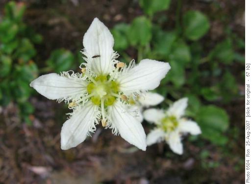 Fringed Grass of Parnassus