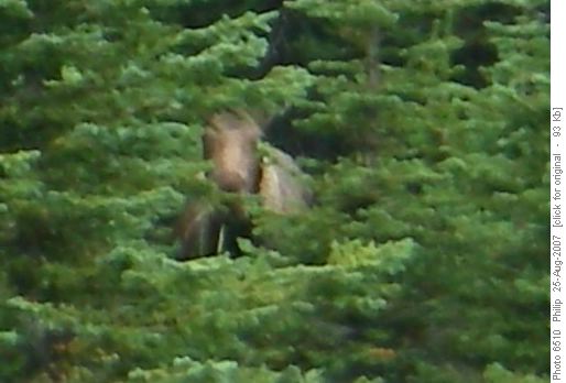 Moose