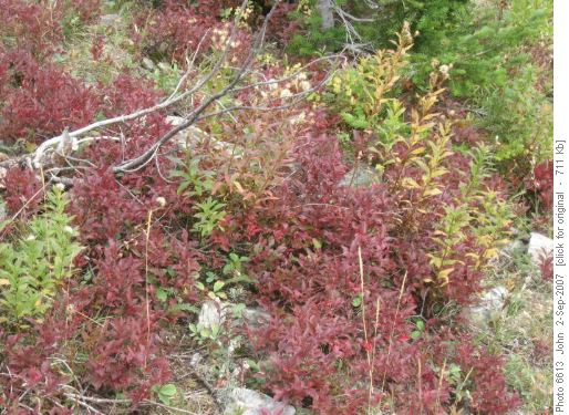 Starting to see fall colours