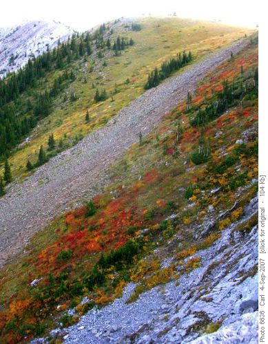 Red Gold and Green vegetation