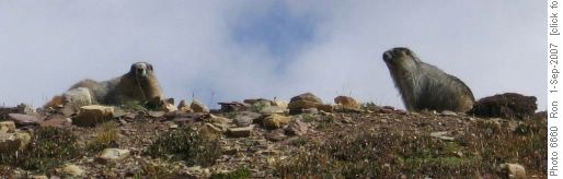 Marmot-O-Rama near Dolomite Pass