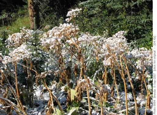 Frosty tops on the cow parsnip Frosty tops on the cow parsnip