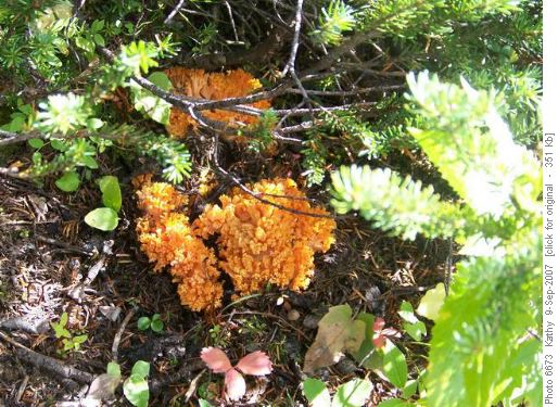 Fungus along Wapta Highline Trail