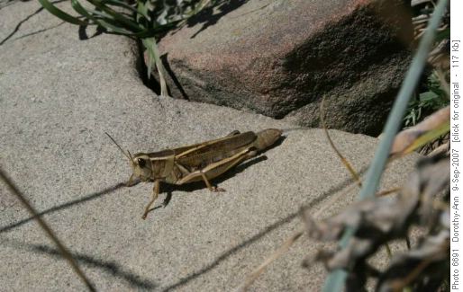 Wildlife