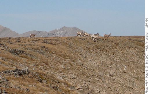 Mountain Fauna