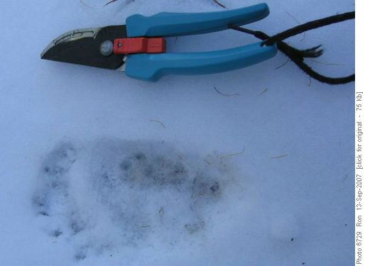 Grizzly? print & martin print inside it