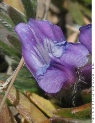 Alpine Milkvetch